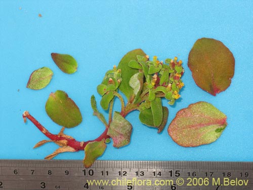 Tetragonia sp. #2386的照片