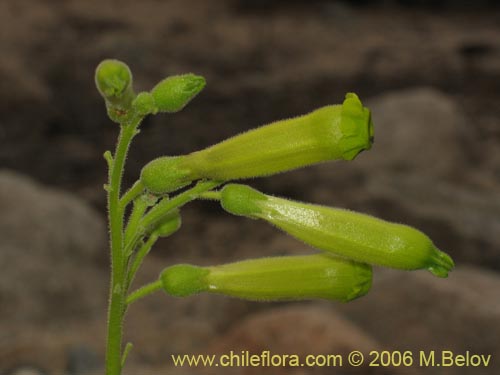 Imágen de Nicotiana solanifolia (Tabaco cimarrón). Haga un clic para aumentar parte de imágen.