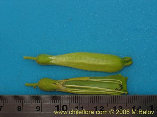 Imágen de Nicotiana solanifolia (Tabaco cimarrón). Haga un clic para aumentar parte de imágen.