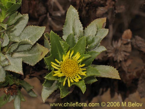 Imágen de Haplopappus sp. #1600 (). Haga un clic para aumentar parte de imágen.