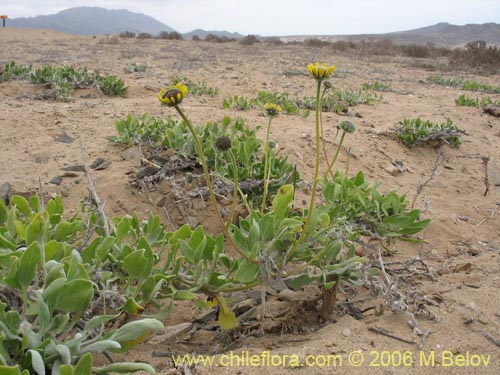 Image of Encelia canescens (Coronilla del fraile). Click to enlarge parts of image.