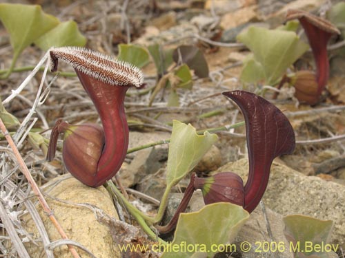 Image of Aristolochia chilensis (Oreja de zorro / Hierba de la Virgen Maria). Click to enlarge parts of image.
