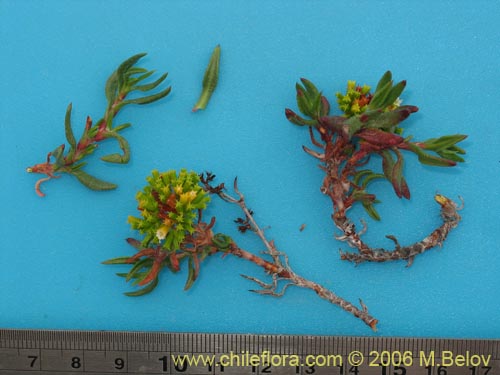 Lastarriaea chilensisの写真