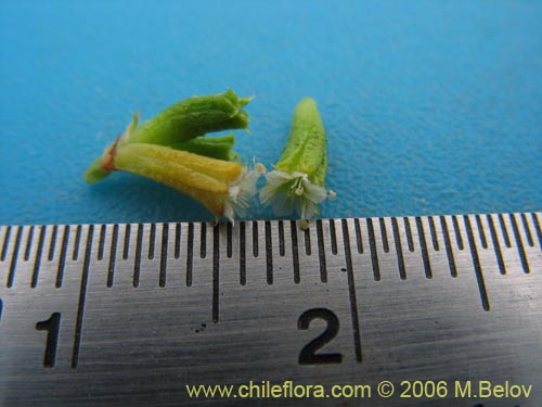 Lastarriaea chilensisの写真