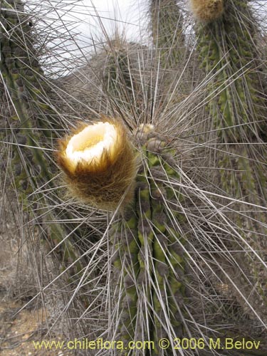 Eulychnia brevifloraの写真