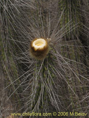 Eulychnia brevifloraの写真