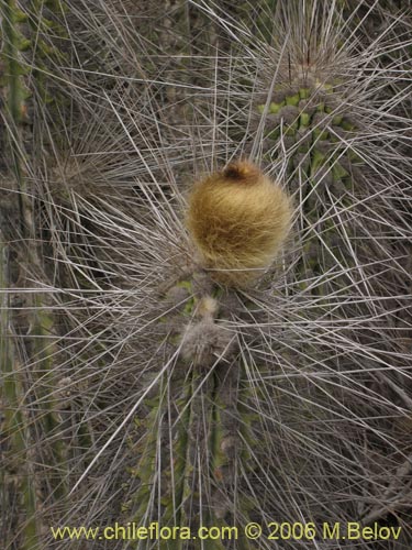 Eulychnia brevifloraの写真