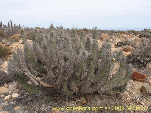 Eulychnia brevifloraの写真