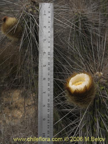 Eulychnia brevifloraの写真