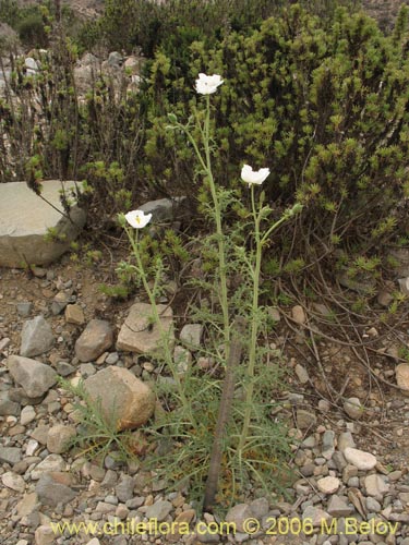 Image of Argemone hunnemannii (Cardo Santo). Click to enlarge parts of image.