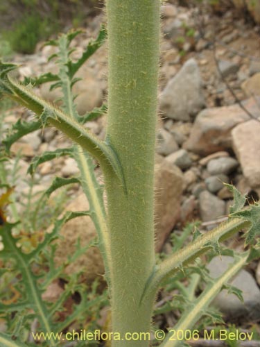 Argemone hunnemannii의 사진