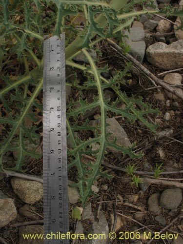 Argemone hunnemannii의 사진