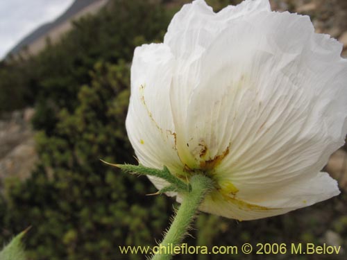 Argemone hunnemannii의 사진