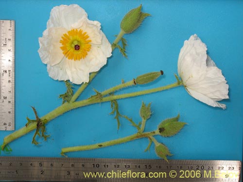 Argemone hunnemannii의 사진