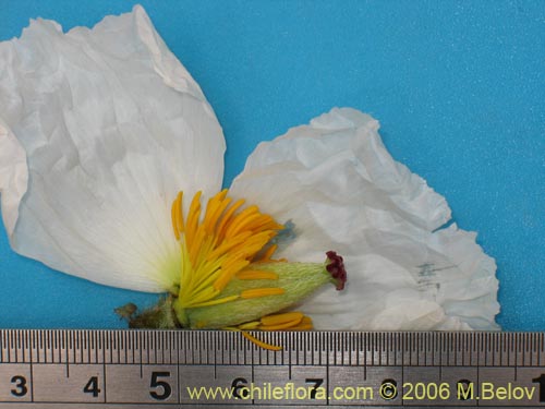 Argemone hunnemannii의 사진