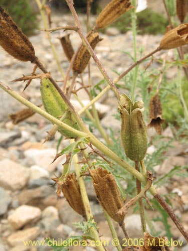 Argemone hunnemannii의 사진