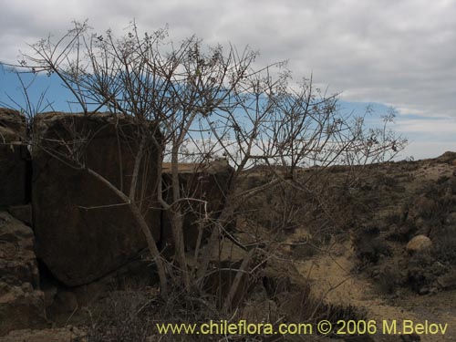 Image of Proustia ilicifolia (Huañil). Click to enlarge parts of image.