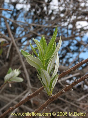 Image of Proustia ilicifolia (Huañil). Click to enlarge parts of image.