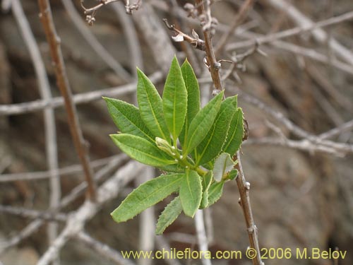 Image of Proustia ilicifolia (Huañil). Click to enlarge parts of image.