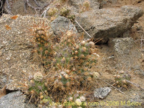 Cumulopuntia sphaericaの写真