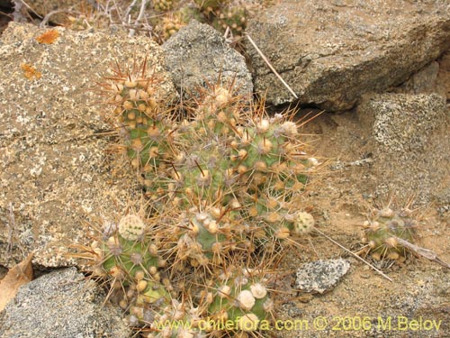 Cumulopuntia sphaericaの写真