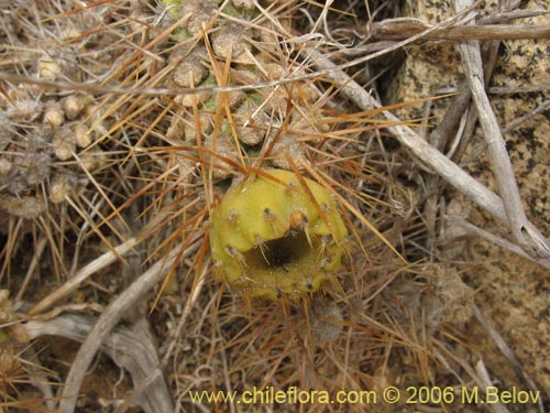 Cumulopuntia sphaericaの写真