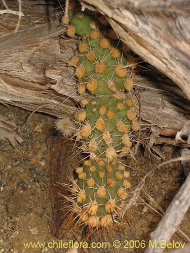 Cumulopuntia sphaericaの写真