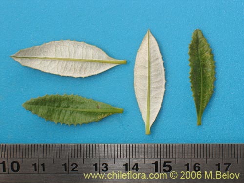 Image of Proustia ilicifolia (Huañil). Click to enlarge parts of image.