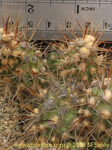 Cumulopuntia sphaericaの写真