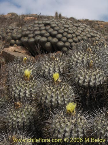 Bild von Copiapoa dealbata (). Klicken Sie, um den Ausschnitt zu vergrössern.
