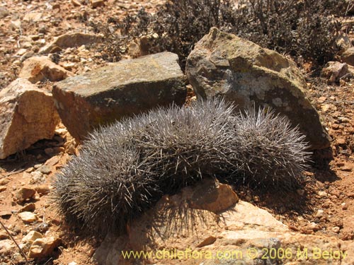 Copiapoa fiedlerianaの写真