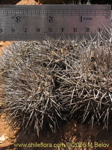 Copiapoa fiedlerianaの写真