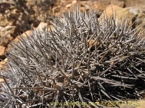 Copiapoa fiedlerianaの写真