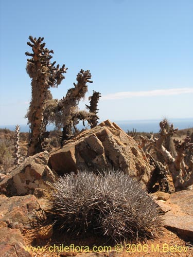 Copiapoa fiedlerianaの写真