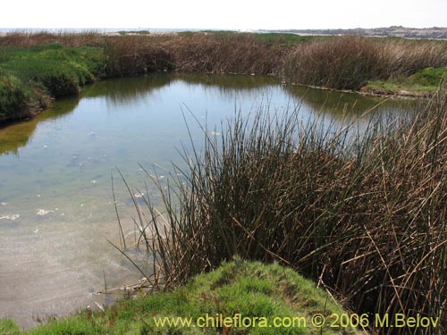 Bild von Juncus sp. #1508 (). Klicken Sie, um den Ausschnitt zu vergrössern.