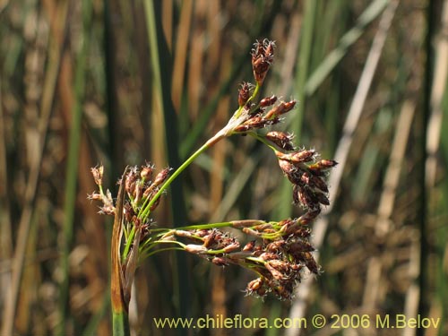 Bild von Juncus sp. #1508 (). Klicken Sie, um den Ausschnitt zu vergrössern.