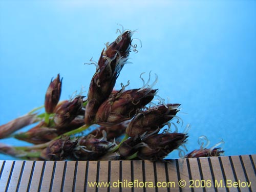 Bild von Juncus sp. #1508 (). Klicken Sie, um den Ausschnitt zu vergrössern.