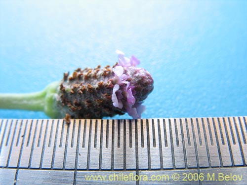 Image of Phyla reptans (). Click to enlarge parts of image.