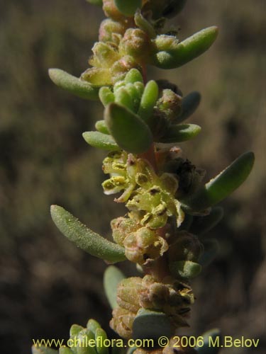 未確認の植物種 sp. #2317の写真