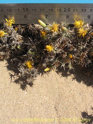 Bild von Chuquiraga ulicina (). Klicken Sie, um den Ausschnitt zu vergrössern.