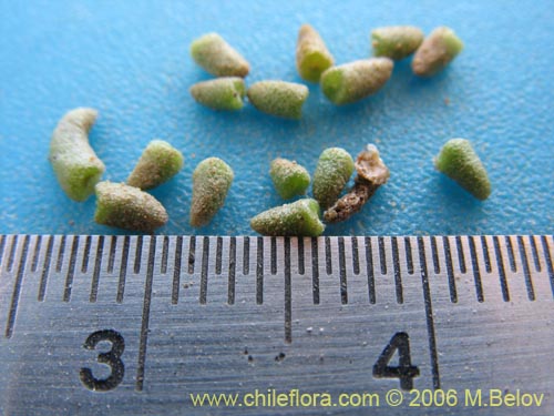 Image of Nolana sp. #1610 (). Click to enlarge parts of image.