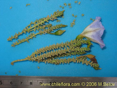 Image of Nolana sp. #1610 (). Click to enlarge parts of image.