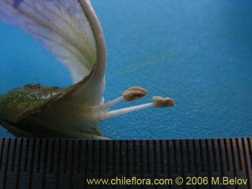 Image of Nolana sp. #1610 (). Click to enlarge parts of image.