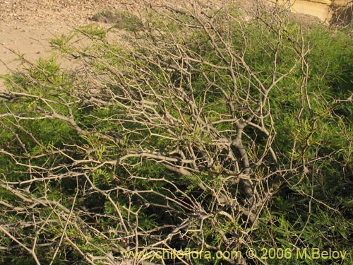 Image of Prosopis flexuosa (). Click to enlarge parts of image.