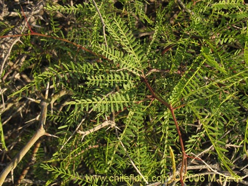Image of Prosopis flexuosa (). Click to enlarge parts of image.