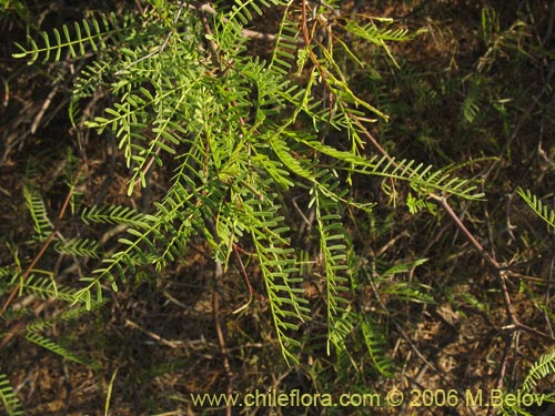 Image of Prosopis flexuosa (). Click to enlarge parts of image.