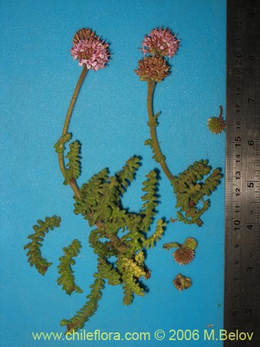 Bild von Polyachyrus sp. #1609 (). Klicken Sie, um den Ausschnitt zu vergrössern.