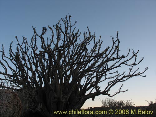 Image of Euphorbia lactiflua (Lechero). Click to enlarge parts of image.