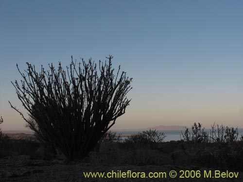 Image of Euphorbia lactiflua (Lechero). Click to enlarge parts of image.