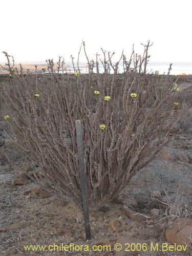 Image of Euphorbia lactiflua (Lechero). Click to enlarge parts of image.